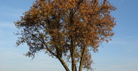 top_baum01.jpg